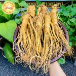 Nhân Sâm Hàn Quốc 6 củ/ kg