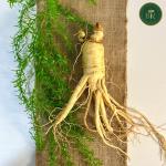 Nhân Sâm Hàn Quốc 6 củ/ kg