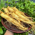Nhân Sâm Hàn Quốc 6 củ/ kg