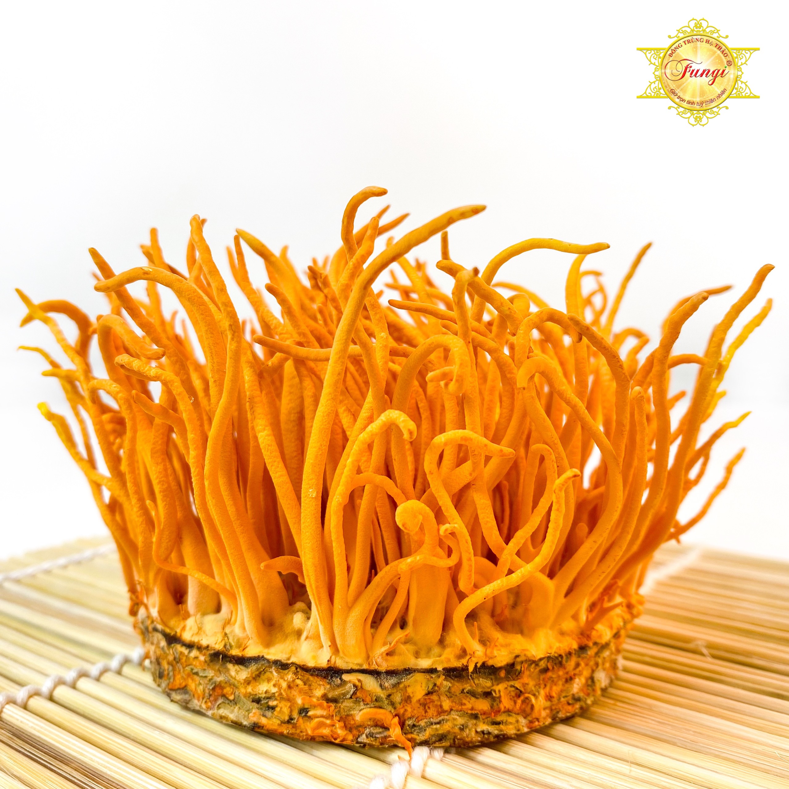Nấm Đông Trùng Hạ Thảo Fungi ở dạng tươi